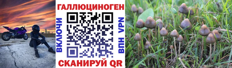 Псилоцибиновые грибы Cubensis  Туринск 